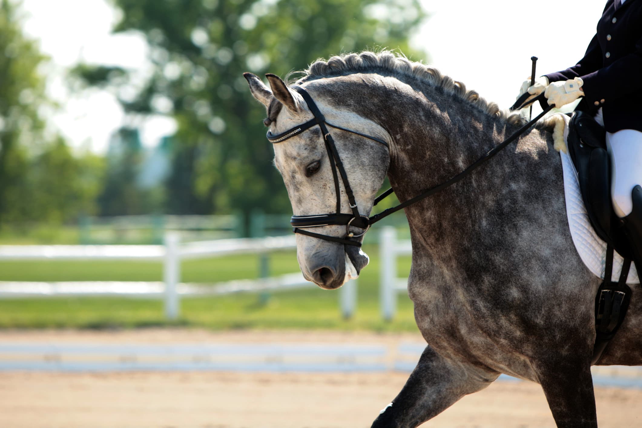 Dressurpferd in Bewegung
